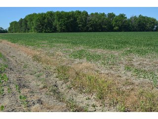 Property photo 17 - 108 +/- Acres Offered in 2 Tracts - Land Auction